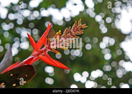 Inflorescence de la broméliade rouge (Aechmea nudicaulis) Banque D'Images