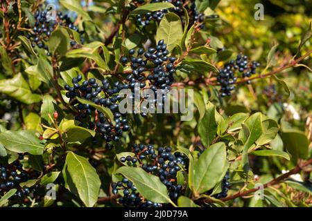 Laurestine (Viburnum tinus), plante à fleurs originaire de la région méditerranéenne. Banque D'Images