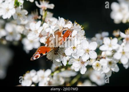 Barn Hill, Wembley Park, Royaume-Uni. 18th mars 2022.Peacock le papillon se nourrit de cerisiers en fleurs sur Barn Hill, Wembley Park. Amanda Rose/Alamy Live News Banque D'Images