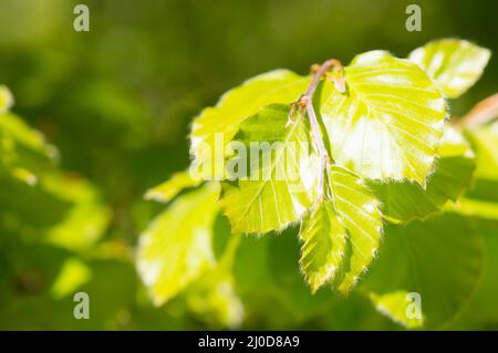 Jeunes feuilles de hêtre, Fagus sylvatica, au printemps, fond vert Banque D'Images