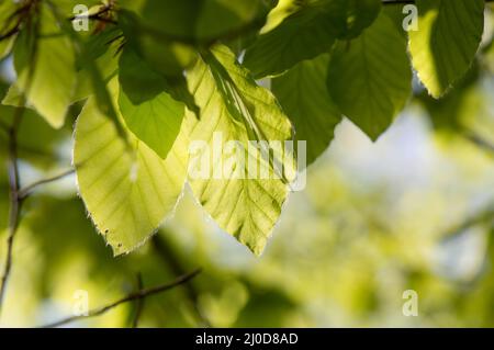 Jeunes feuilles de hêtre, Fagus sylvatica, au printemps, fond vert Banque D'Images