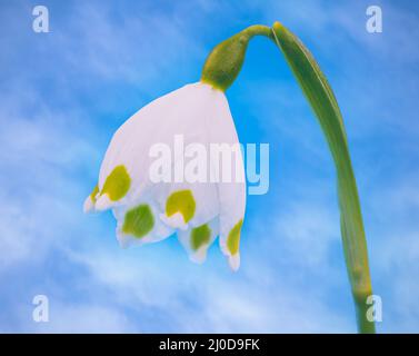 Gros plan d'une fleur blanche de flocon de neige de printemps (Leucojum vernum) Banque D'Images