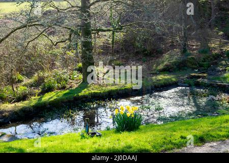 Jonquilles jaunes jonquilles fleurs fleuries à côté d'un étang de jardin au printemps 2022 Carmarthenshire pays de Galles Royaume-Uni Grande-Bretagne KATHY DEWITT Banque D'Images