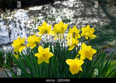 Jonquilles jaunes jonquilles fleurs fleuries à côté d'un étang de jardin au printemps 2022 Carmarthenshire pays de Galles Royaume-Uni Grande-Bretagne KATHY DEWITT Banque D'Images