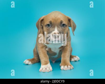 Petit chiot américain de couleur jaune sur fond bleu. Banque D'Images