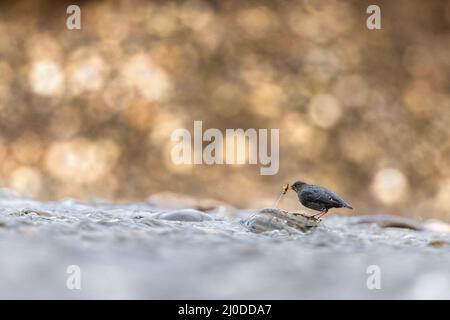 Balancier américain à la recherche de nourriture au bord d'une rivière dans le parc national de Grand Teton, Wyoming. Banque D'Images