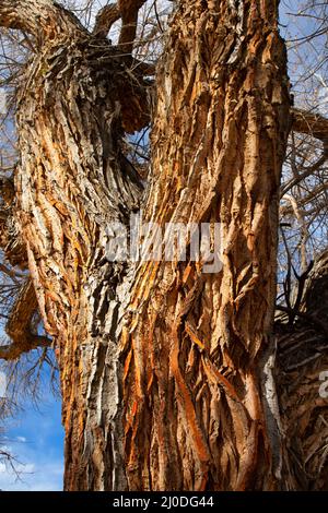 Tronc de Cottonwood le long du sentier de la nature, réserve de Kern River, Californie Banque D'Images