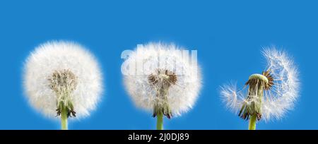 Collection de pissenlits blancs moelleux contre le ciel bleu. Un ensemble de trois pissenlits sous forme de tête ronde, et une tête sans graines. La conce Banque D'Images