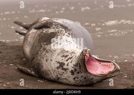 Un phoque léopard reposant sur une plage du sud de la Géorgie, des bâillements révélant ses dents acérées. Banque D'Images