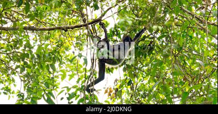 Gros plan d'un singe sur l'arbre Banque D'Images