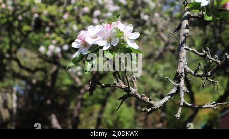 Floraison de pommier à l'extrémité d'une branche avec un arrière-plan flou de bokeh au soleil de printemps. Malus domestica Banque D'Images