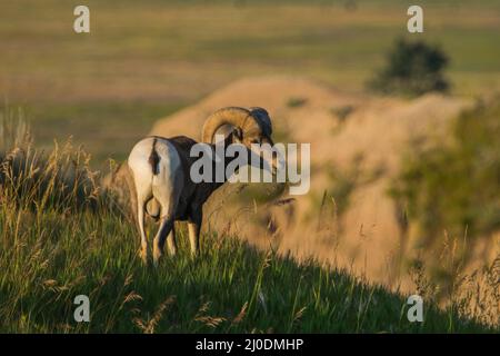 Bélier de mouflon de Bighorn debout sur une colline dans le parc national de Badlands, Dakota du Sud. Banque D'Images