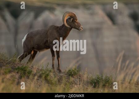 Bélier de mouflon de Bighorn debout sur une colline dans le parc national de Badlands, Dakota du Sud. Banque D'Images