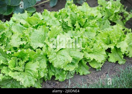 Vue détaillée de la salade sur le terrain Banque D'Images