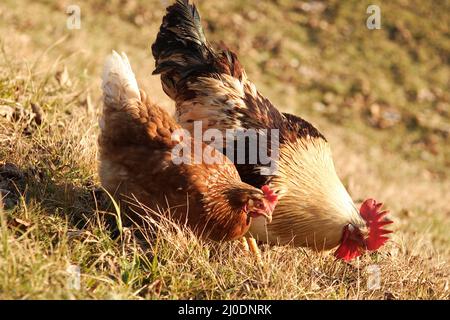 Deux poulets sur le terrain Banque D'Images