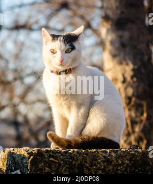 Chat blanc domestique sur les remparts d'une maison privée. Banque D'Images