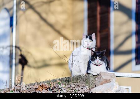 Deux chatons noirs et blancs reposent sur les remparts d'une maison privée. Banque D'Images