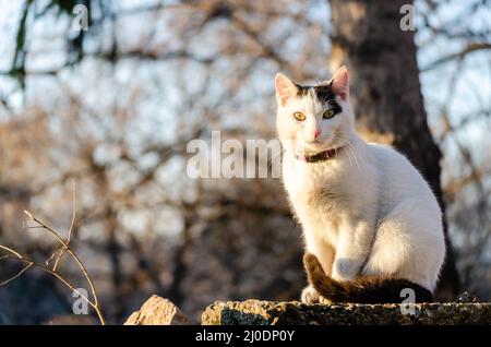 Chat blanc domestique sur les remparts d'une maison privée. Banque D'Images