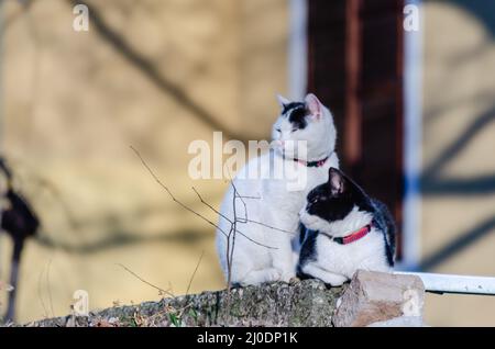 Deux chatons noirs et blancs reposent sur les remparts d'une maison privée. Banque D'Images