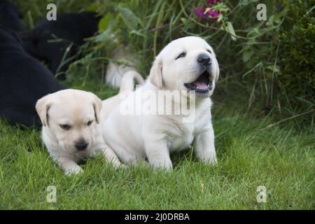 Gros plan de deux petits chiots du Labrador qui jouent à l'extérieur Banque D'Images