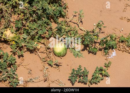 Désert en Emirats Arabes Unis. Banque D'Images