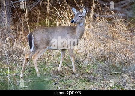 Cerf de Virginie sauvage au parc national Don carter sur le lac Lanier à Gainesville, Géorgie. (ÉTATS-UNIS) Banque D'Images