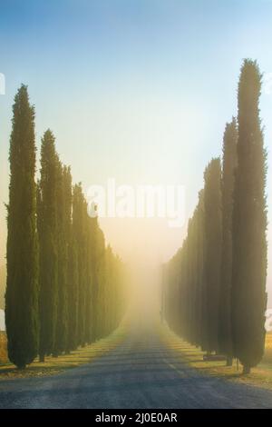 Paysage toscan idyllique avec allée de cyprès au lever du soleil près de Pienza Banque D'Images