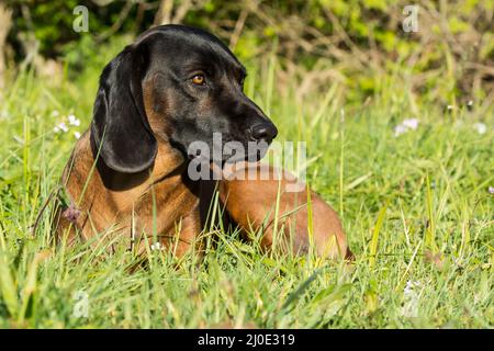 Chien de chasse bavarois dans la prairie Banque D'Images