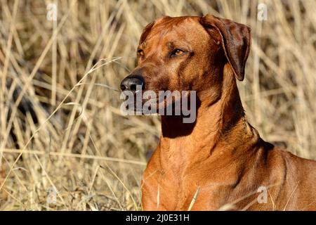 Le Rhodesian Ridgeback Banque D'Images