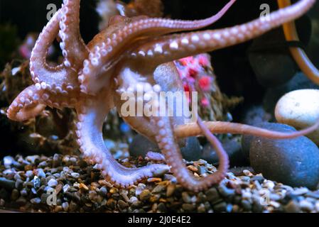 Poulpe blanche avec de grands tentacules sous l'eau Banque D'Images