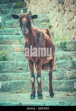 Goat sauvage à Majorque Banque D'Images
