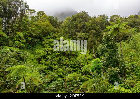 Les arbres tropicaux s'enfermillon dans la forêt tropicale de la Martinique dans le brouillard Banque D'Images