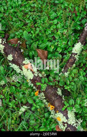 La branche d'arbre déchue, chargée de lichen et de champignons, se trouve dans la végétation luxuriante de la forêt verte Adirondack Park, New York Banque D'Images