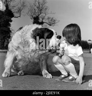 Jason le St Bernard est un candidat pour le chien le plus lourd de Grande-Bretagne. Rachel, petite-fille de son propriétaire de six ans, est photographiée avec Jason. 18th mai 1980. Banque D'Images