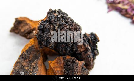 chaga sauvage récolté sur des bouleaux. Suppléments utiles de champignons pour une vie saine. Bétuline - l'ingrédient actif d'Inonotus obliquus Banque D'Images