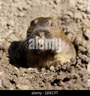 Curious Botta Pocket Gopher peeking out of Burrow. Comté de Santa Clara, Californie, États-Unis. Banque D'Images