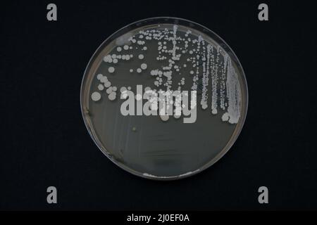 photo de la croissance des colonies bactériennes sur agar nutritif Banque D'Images