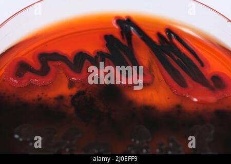 croissance de colonies bactériennes noires sur milieu gélose différentiel Banque D'Images