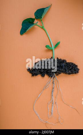 photo en gros plan d'une plante de haricot déracinée sur le dos orange Banque D'Images