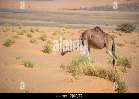 Un dromadaire dans le désert, région d'Adrar près de Choum, Mauritanie Banque D'Images