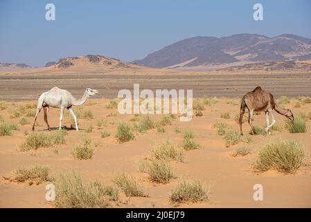 Un dromadaire blanc et brun dans le désert de la région d'Adrar, en Mauritanie Banque D'Images