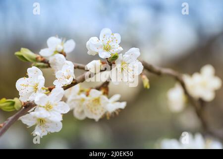 Fleurs prunes Banque D'Images