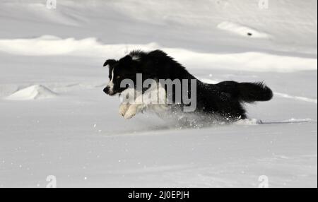 Border Collie Banque D'Images