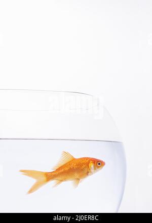 Un seul poisson doré dans un bol Banque D'Images