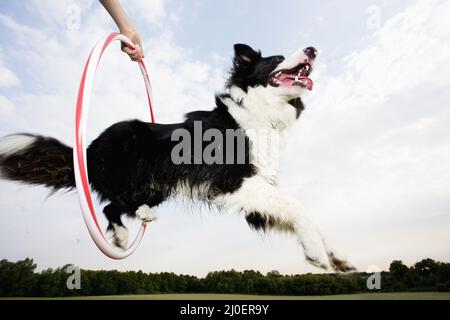 Angle bas d'un chien de berger sautant à travers un cerceau Banque D'Images