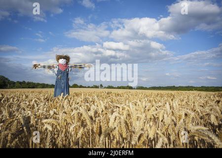 Une carecrow dans un champ de blé Banque D'Images