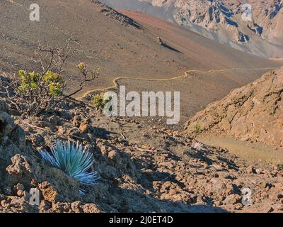 Haleakala Silversword avec sentier de randonnée en arrière-plan menant au sommet Banque D'Images