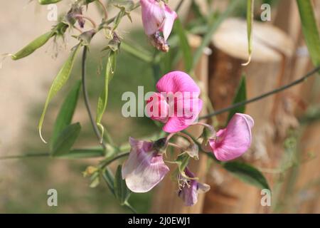 Pois plats fleuris Banque D'Images