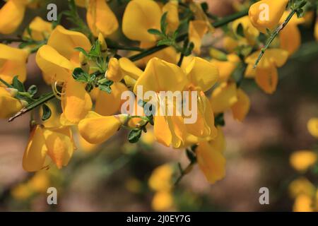 Fleurs d'ajoncs jaune Banque D'Images