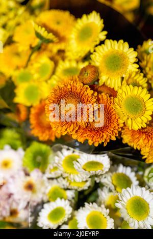 Gros plan de petits pains de chrysanthèmes divers à vendre dans un fleuriste Banque D'Images